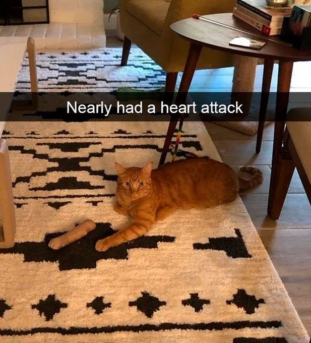 an orange cat laying on top of a black and white rug