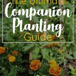 the ultimate companion planting guide for beginners