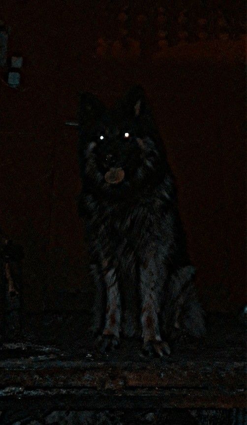 a black dog sitting in the dark with its eyes glowing