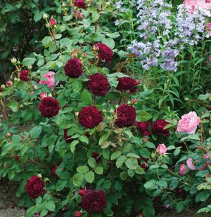 many different types of flowers in a garden