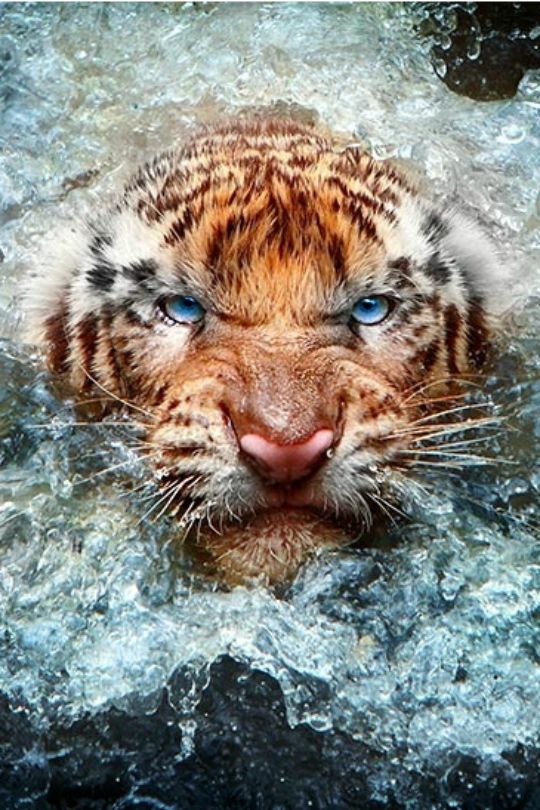 a close up of a tiger swimming in water