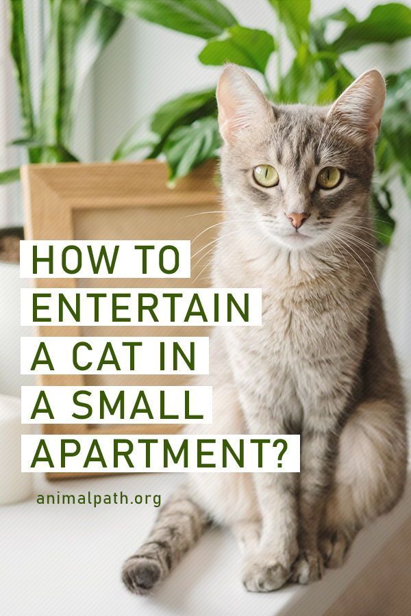 a cat sitting on top of a table next to a potted plant with the words how to entertain a cat in a small apartment?