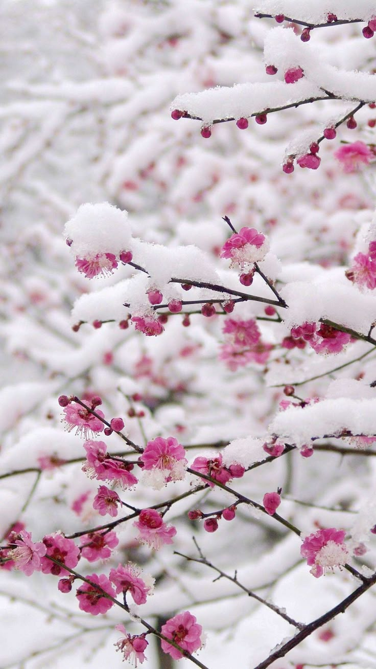 snow covered branches with pink flowers in the foreground