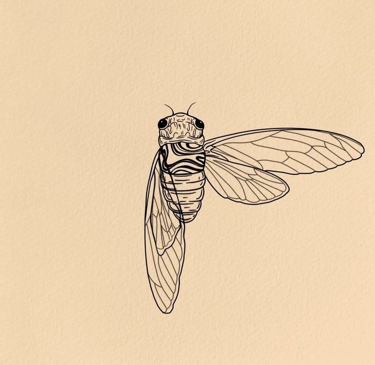 a black and white drawing of a fly insect