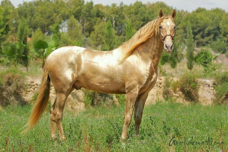 a brown horse standing on top of a lush green field with trees in the background