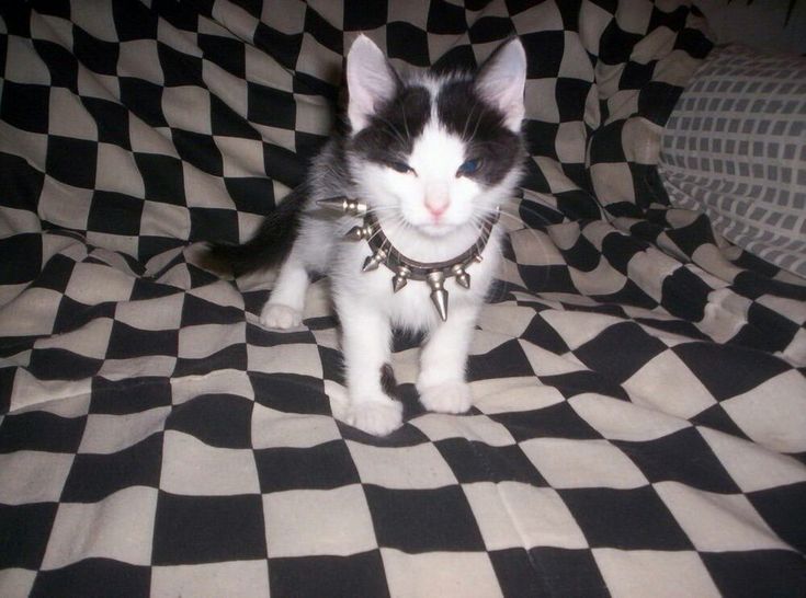 a small black and white kitten sitting on top of a checkered bed sheet with collar