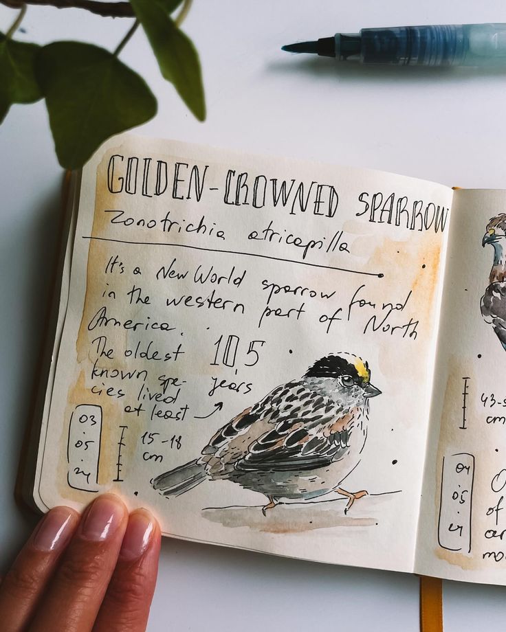 an open book with drawings of birds on it