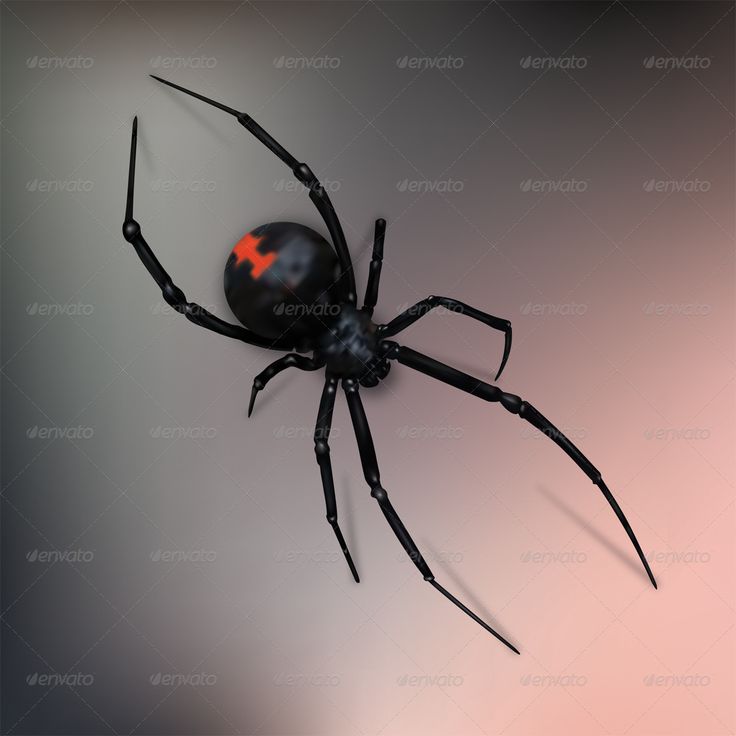 a black widow spider with an orange spot on its back