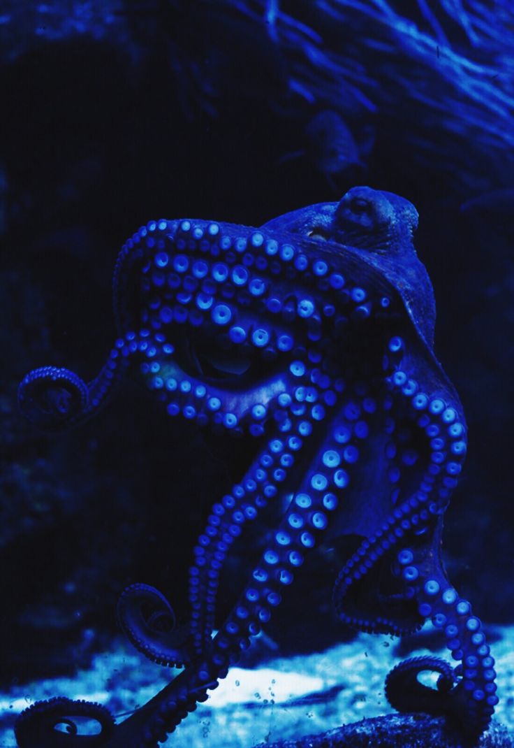 an octopus is sitting on the ground in front of some blue algae and water plants