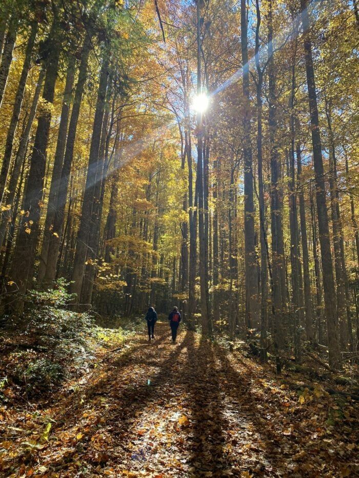 two people walking down a dirt road in the middle of a forest with leaves on the ground