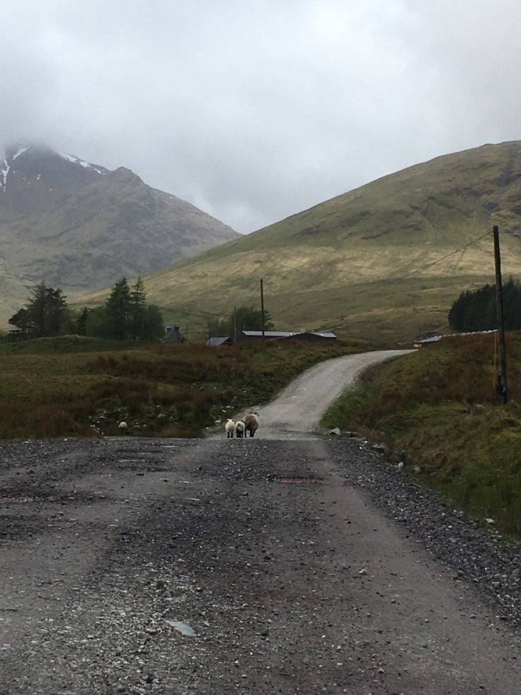 two sheep walking down a gravel road in the mountains