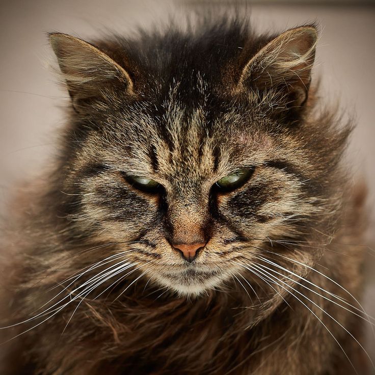 a close up of a cat with green eyes