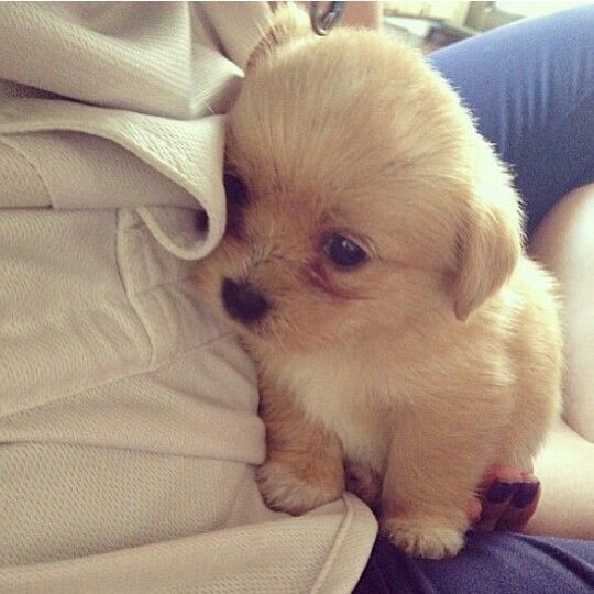 a small dog is sitting on someone's lap and looking at the camera,