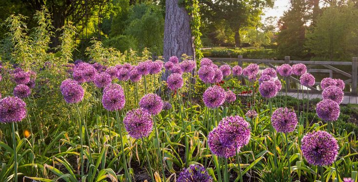 purple flowers in the middle of a garden