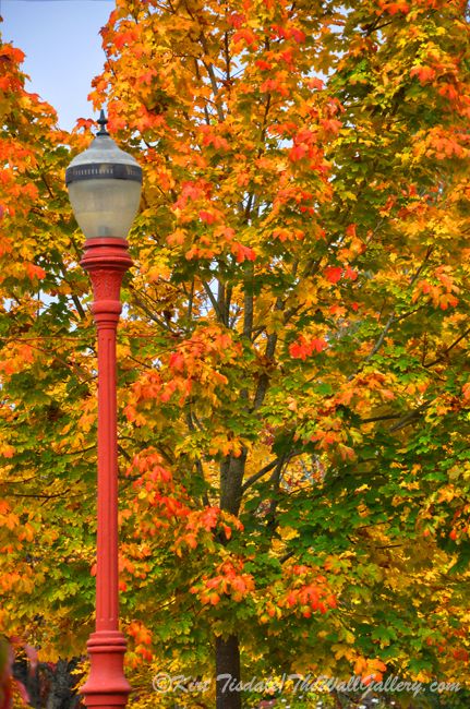 a red street light sitting next to a tree with orange leaves in the fall time