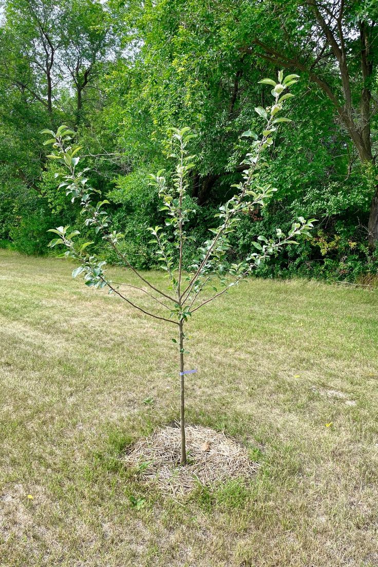 a small tree in the middle of a field