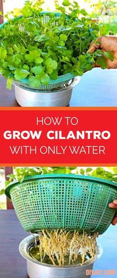 two baskets filled with plants sitting on top of a table next to each other and the words how to grow clantro with only water