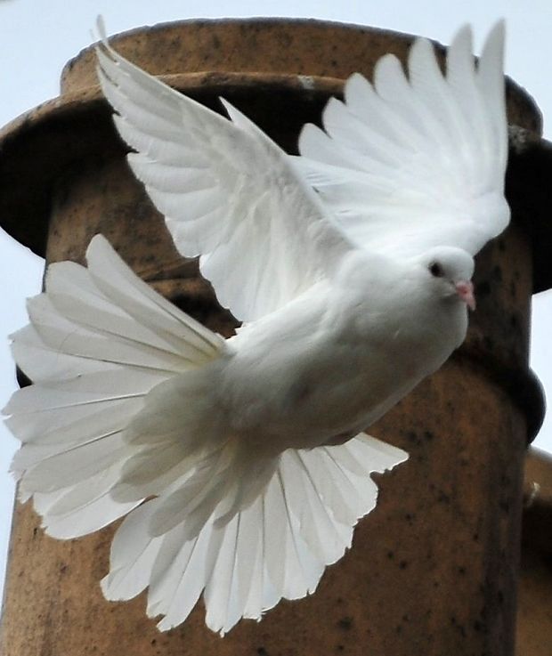 a white bird with its wings spread out