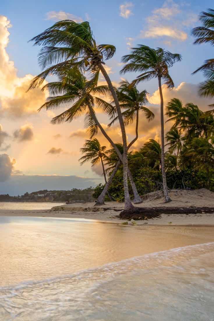 palm trees line the beach as the sun sets