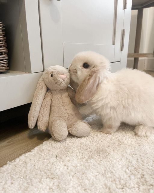 a small white rabbit is playing with a stuffed animal