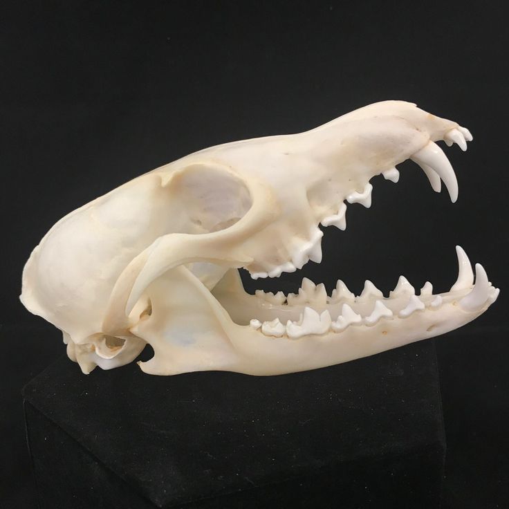 an animal's skull is displayed on a black surface with its mouth open and teeth missing