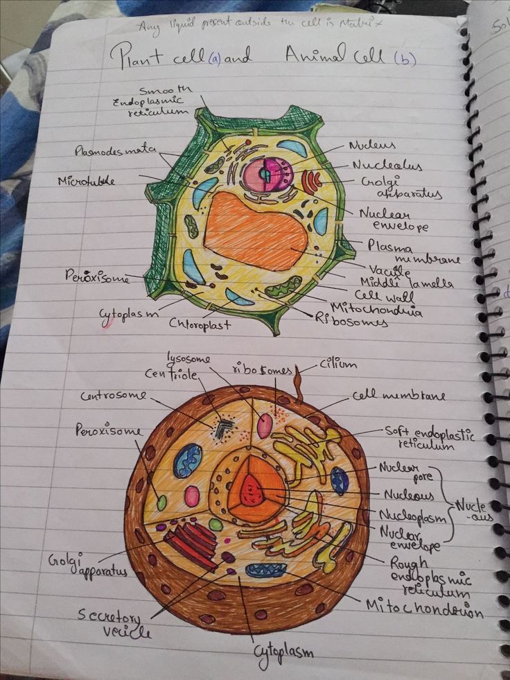 a notebook with an illustration of the structure of a plant cell in it's diagram