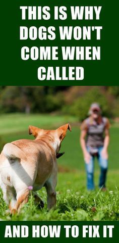 a dog is running through the grass with its owner in the background and text that reads, this is why dogs won't come when called and how to fix it