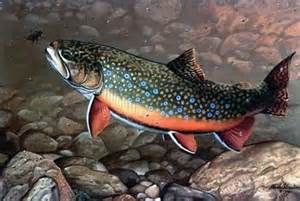 a painting of a large fish on rocks and gravel in the water with bubbles coming out of it's mouth