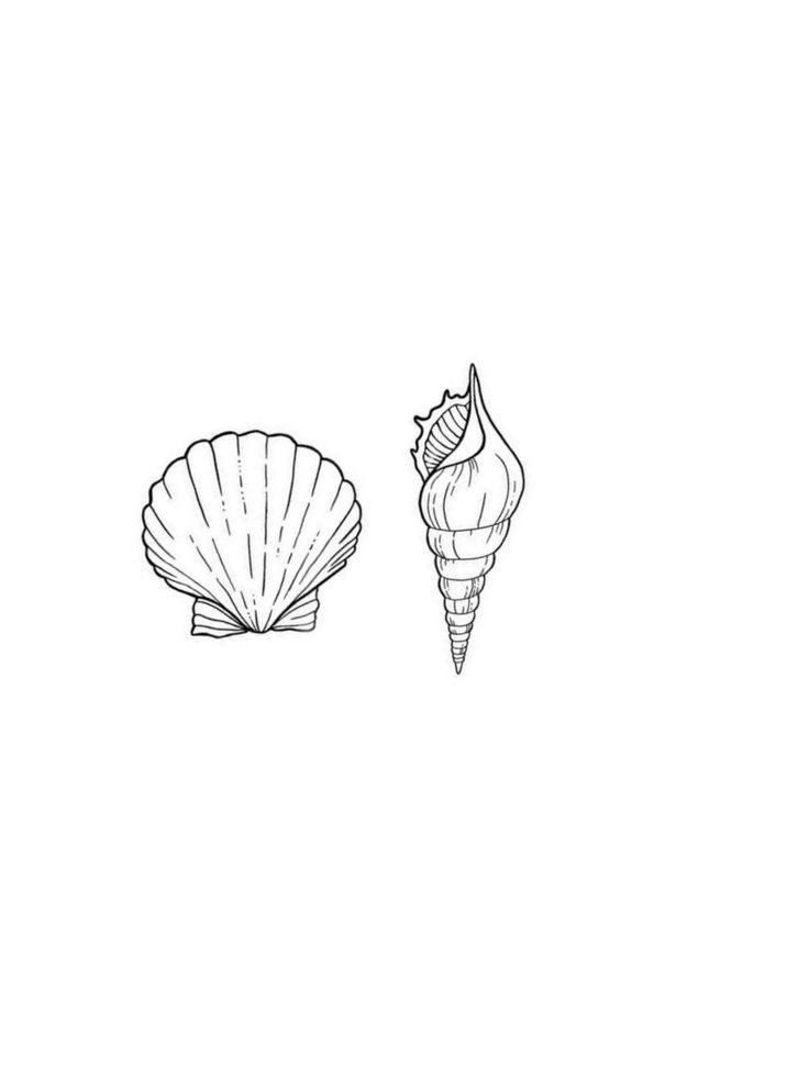 two seashells are shown in black and white, one is drawn on paper