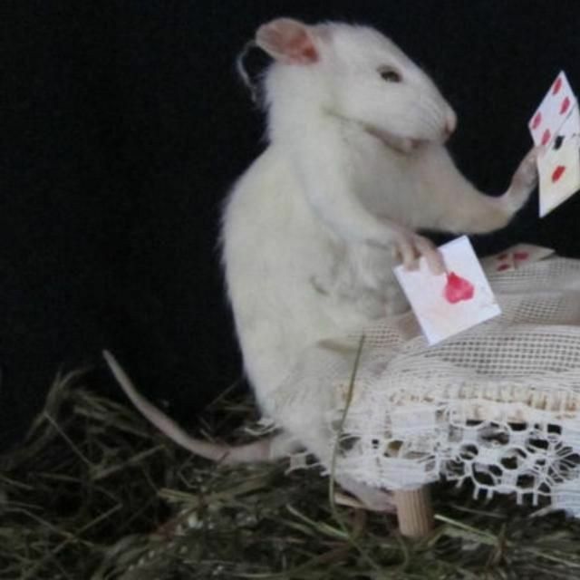 a white rat sitting on top of a table next to a small piece of paper