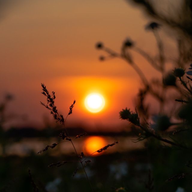 the sun is setting behind some plants