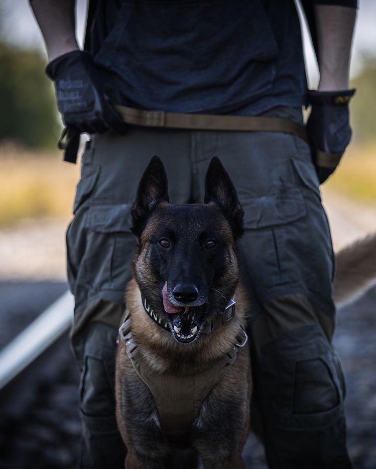 K9 Argo from LOF Defence rocking some of his protective K9 equipment. What is your most favourite piece of dog gear you own?  #dogs #malinois #workingdog #servicedog #dogphotography #photography Berger Malinois, Belgium Malinois, Malinois Puppies, Army Dogs, Belgian Malinois Dog, K9 Dogs, Military Working Dogs, Malinois Dog, Belgian Shepherd