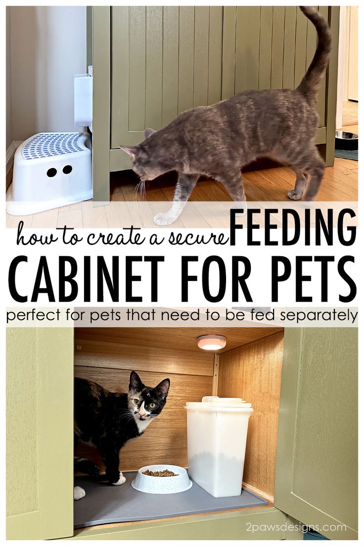 a cat standing on top of a wooden shelf next to a bowl and food dispenser