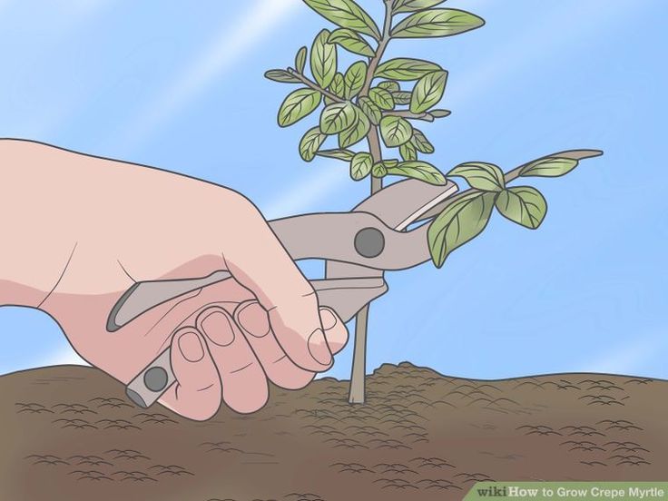 a hand holding a pair of scissors over a plant