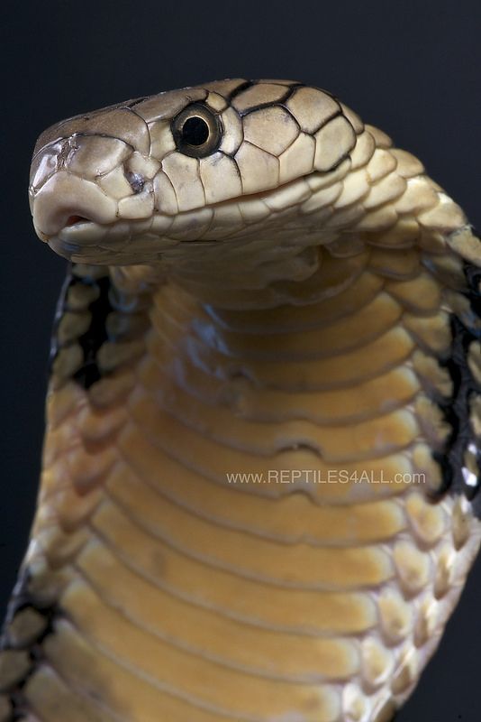 a close up of a snake on a black background