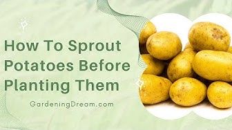 potatoes with the words how to sprout potatoes before planting them