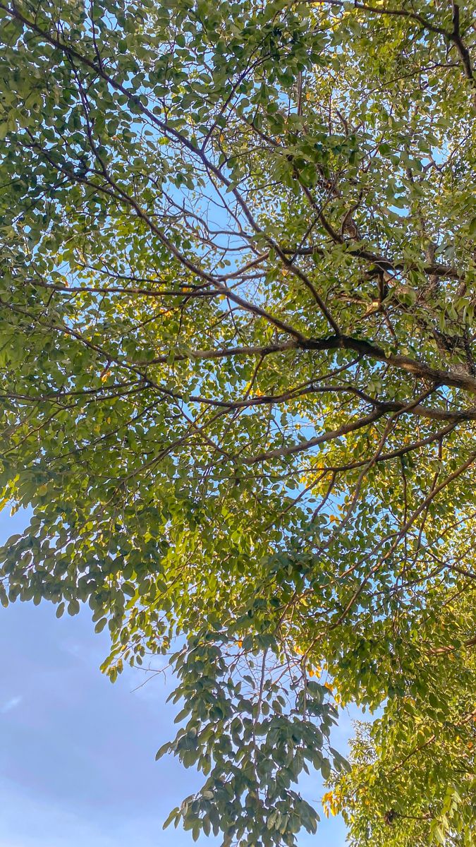 green leaves and blue sky are seen through the branches of a tree in this photo