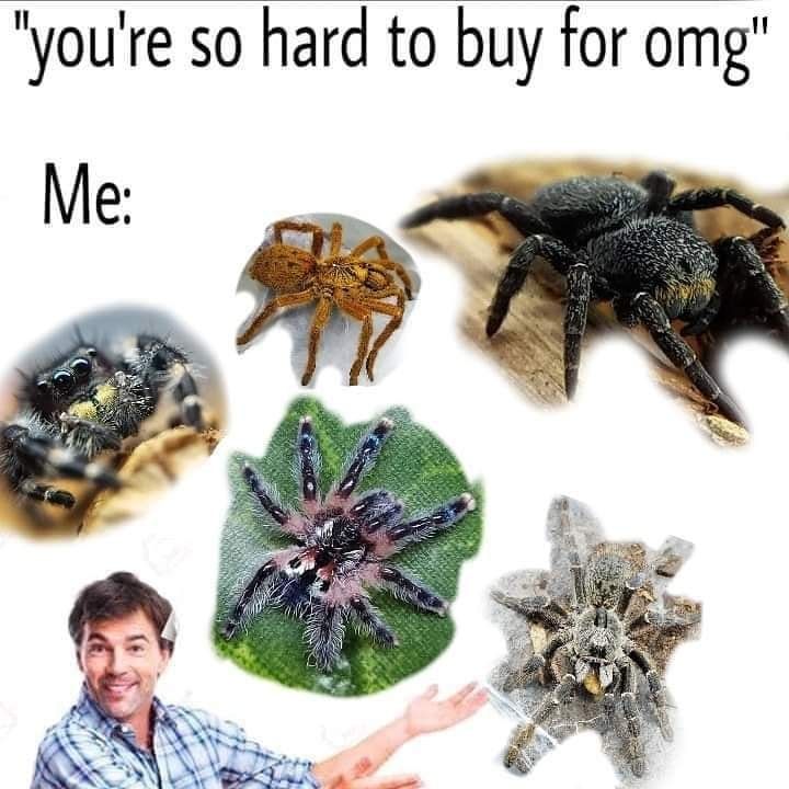 there are many different types of spiders in the picture, and one is saying you're so hard to buy for omg me