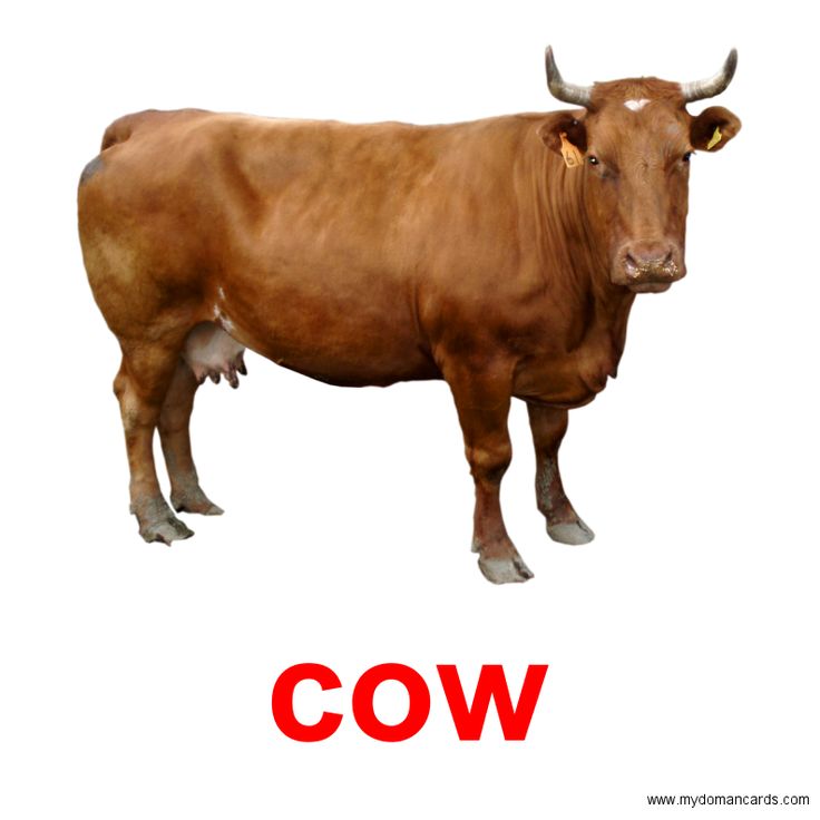 a brown cow standing in front of a white background with the word cow below it