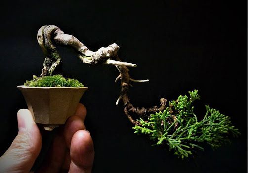 a person is holding a small plant in their left hand and the other one has a tiny tree on it