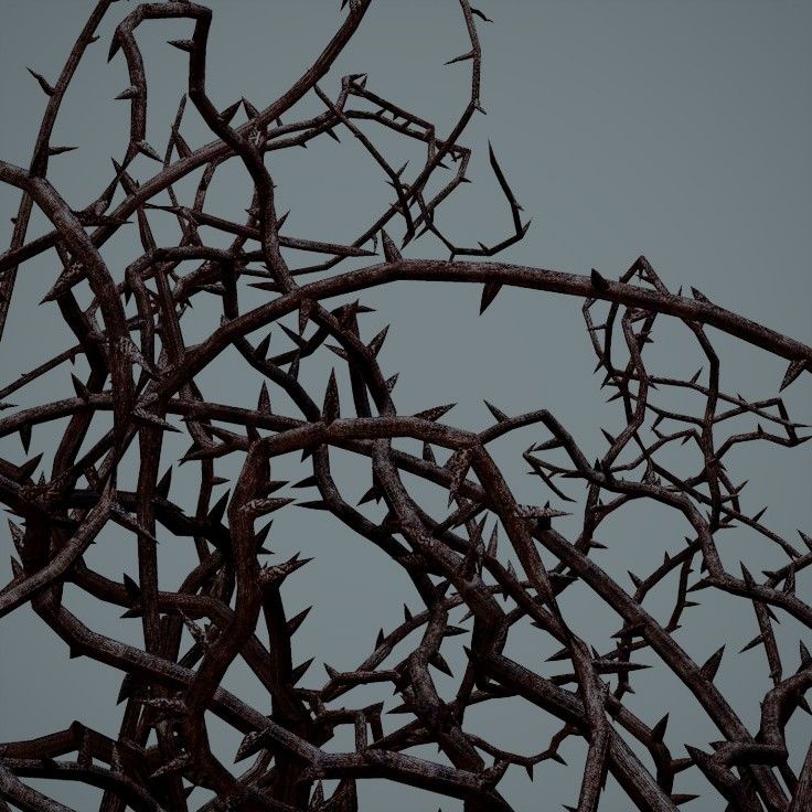 a bird is perched on top of a thorny tree with no leaves in the foreground