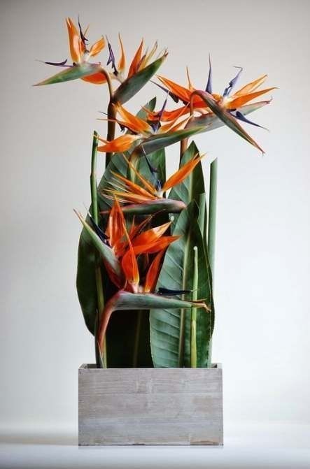 an arrangement of tropical flowers in a wooden vase