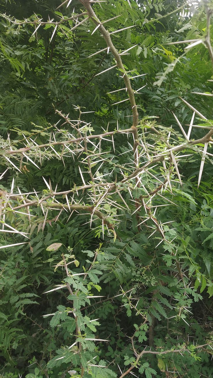 #Thorn Bush #Thorn Thorn Bush, New And Improved, Agriculture, Pins, Quick Saves, Nature