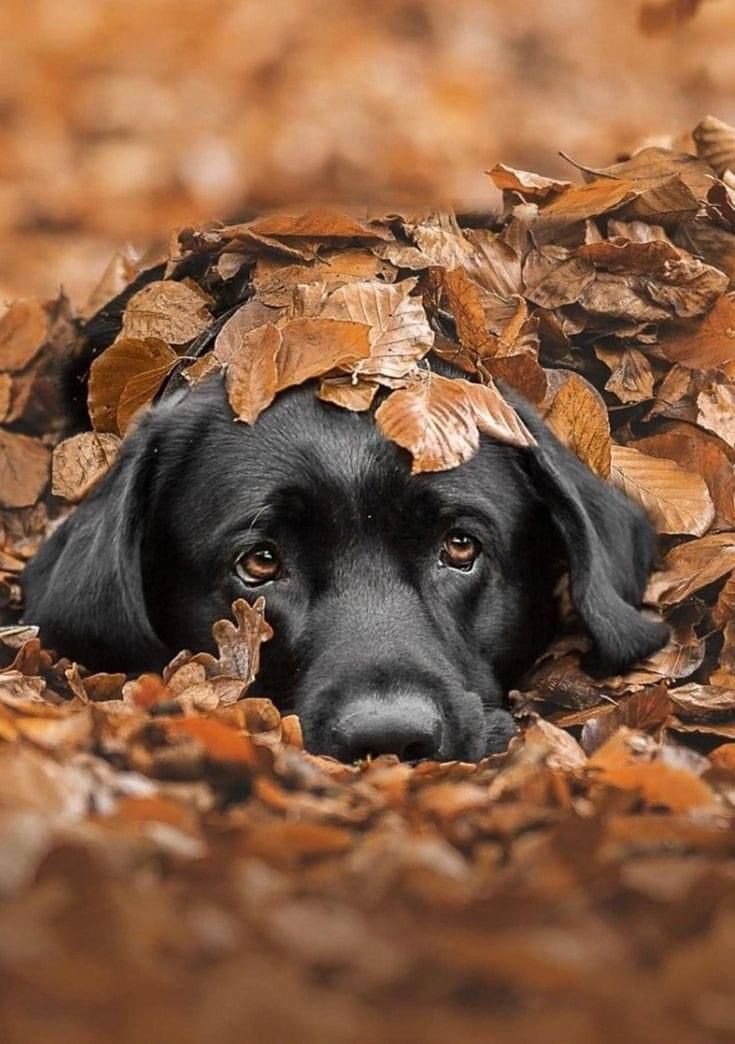 a black dog laying on top of leaves in the ground with its head resting on it's side