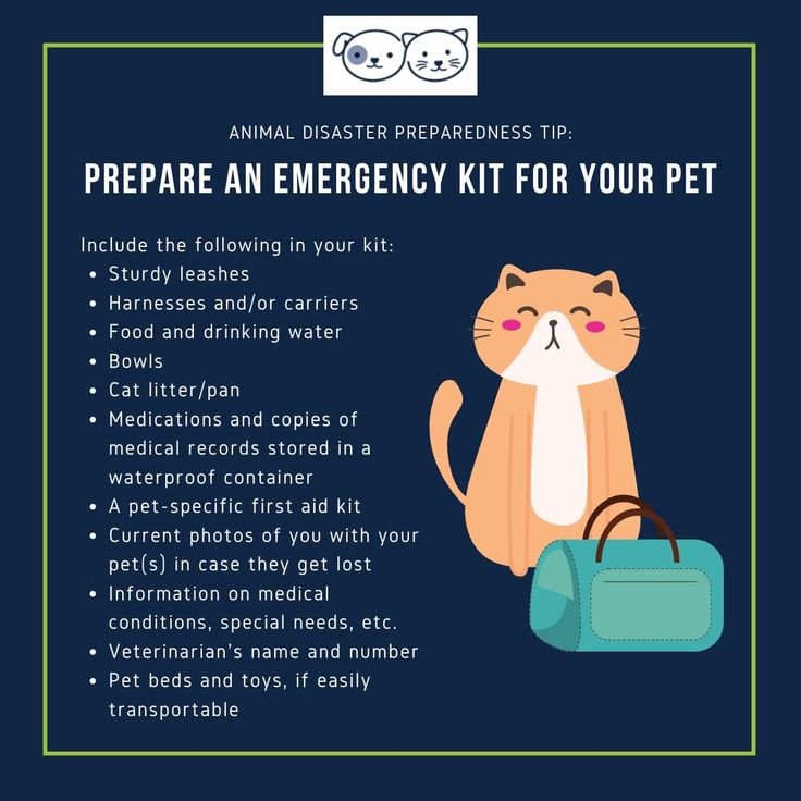 an emergency kit for your pet with instructions on how to use it and what you can do