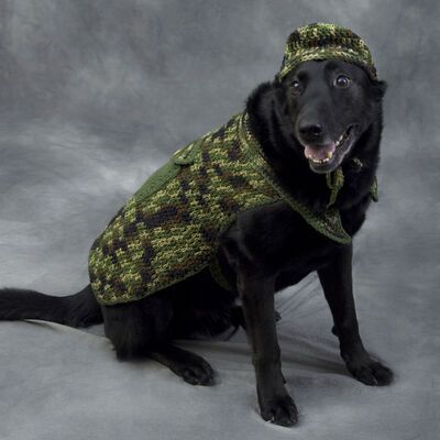 a black dog wearing a green sweater and hat