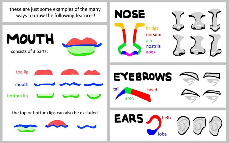 the different types of teeth and their meanings