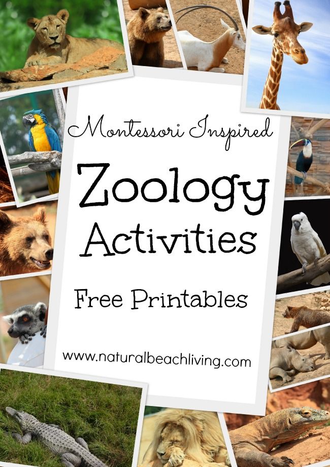 the zoo activities are free printables for kids and adults to learn about animals