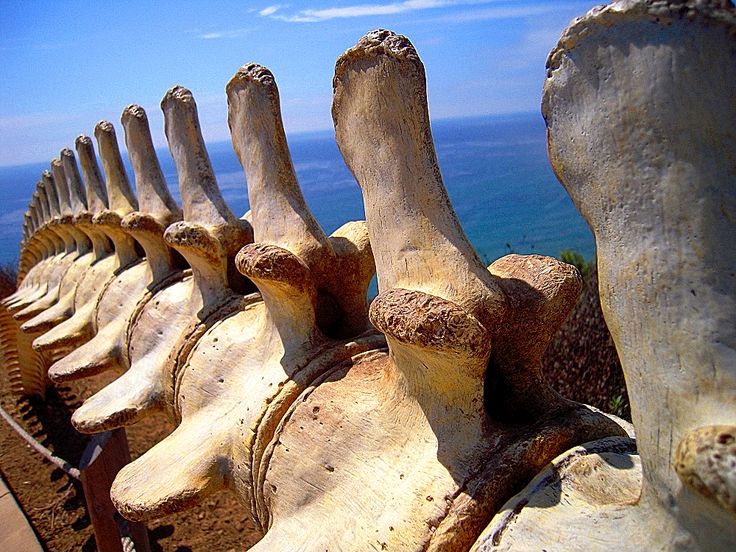 there are many bones on the side of this wall that look like they have been carved from wood