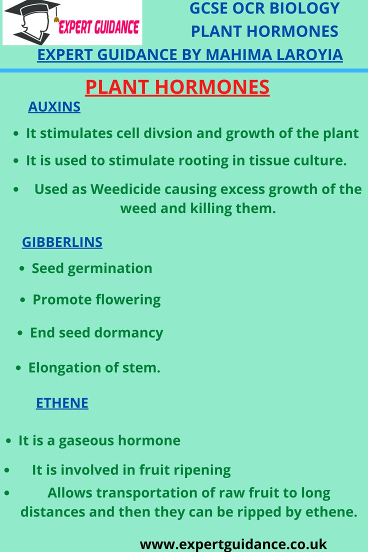 an info sheet describing plant homos and other things to see in the text below